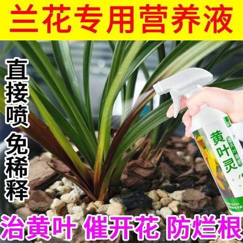 兰花专用肥 【兰花黄叶怎么办】兰花营养液治黄叶黑斑烂根软腐病
