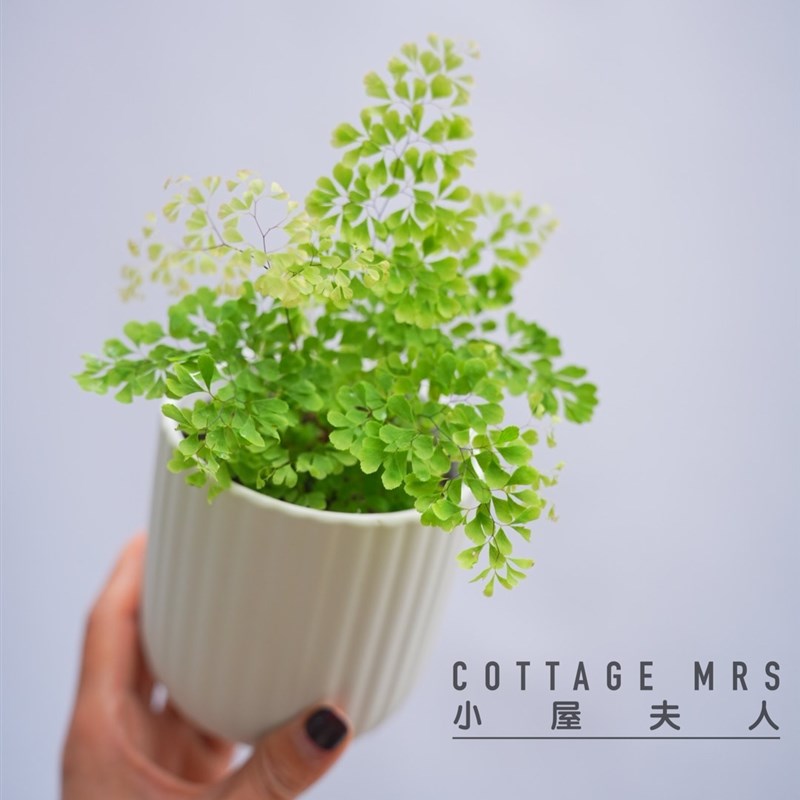 雨菲铁线蕨 密叶 小叶盆栽绿植耐阴室内净化空气多草本常绿观叶
