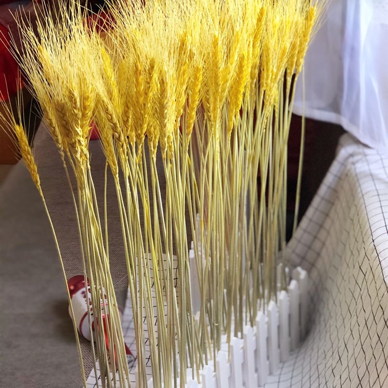 天然干花麦穗栅栏套装开业大麦子田园装饰礼品拍摄道具稻穗干花艺