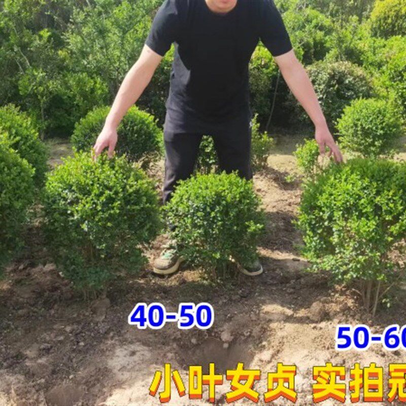 小叶女贞棒棒糖造型盆景树桩耐寒
