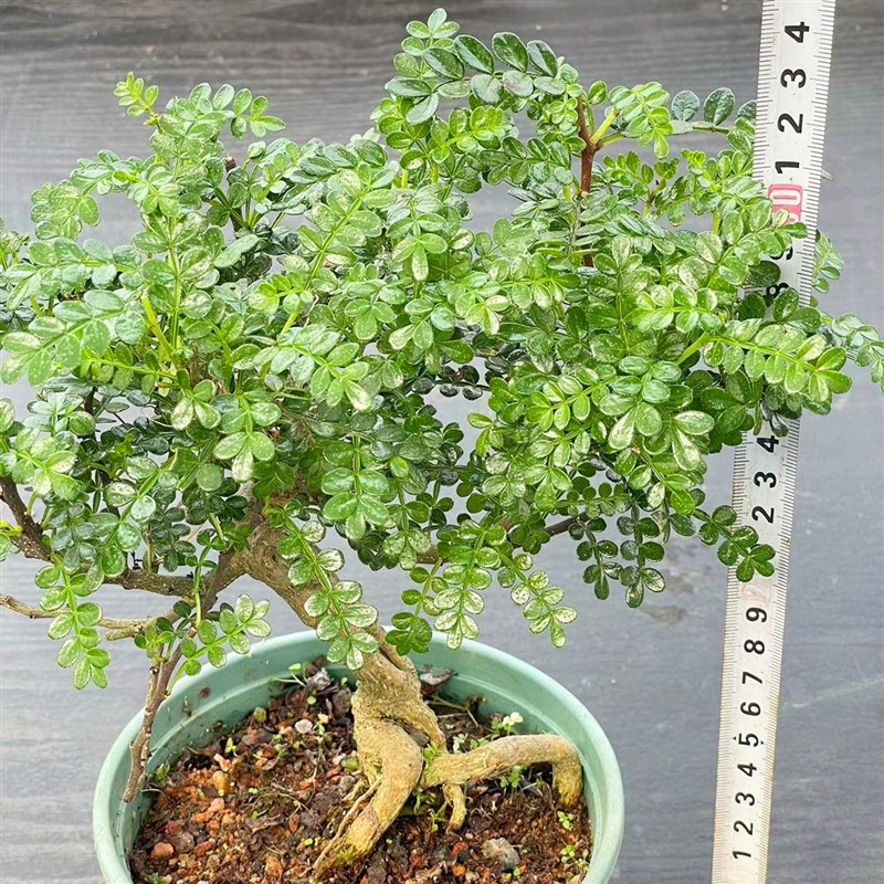 胡椒木老桩植物盆栽驱蚊清香木造型悬崖桩阳台造景防虫花卉小绿植