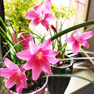 10棵粉色风雨兰花苗盆栽阳台花园葱兰四季花卉植物韭菜兰花沿阶草