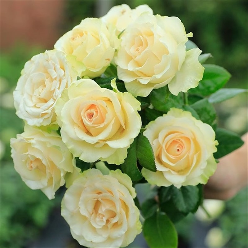 琉璃翠月季花苗开花玫瑰小苗四季盆栽花卉爬藤植物蔷薇树苗绿植