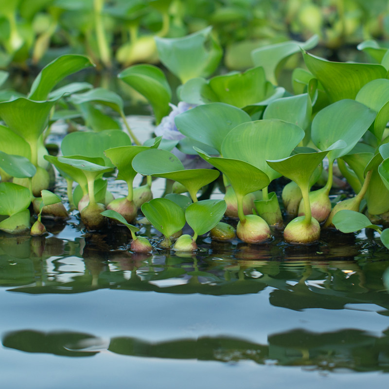 净化鱼缸浮萍养种苗水草乌龟水芙蓉水质植物鱼池鱼塘花卉缸水葫芦