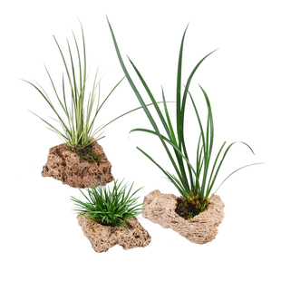 乌龟生态绿植水生石菖蒲水草黄缘龟半水龟饲养缸浅水造景植物材料