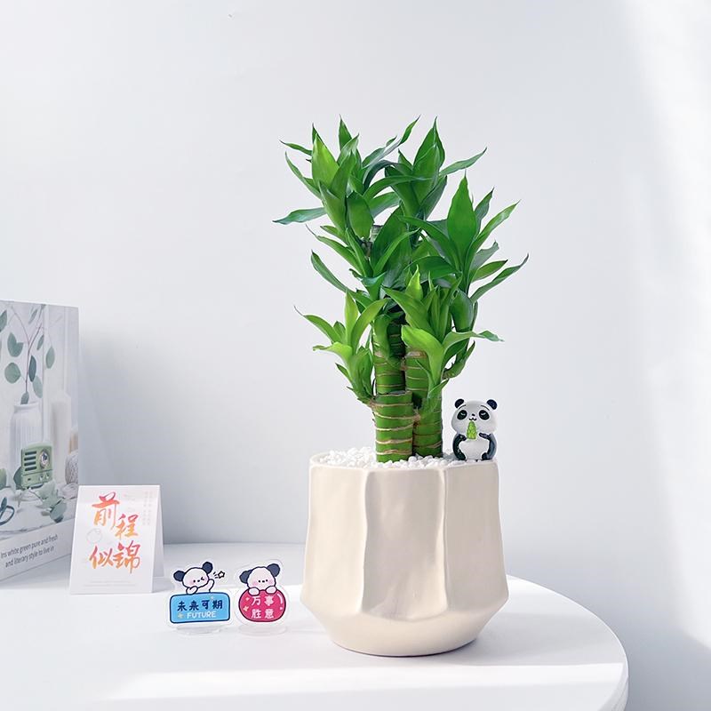 富贵竹桌面植物客厅室内盆栽办公室文昌竹绿植转运竹招财节节高升