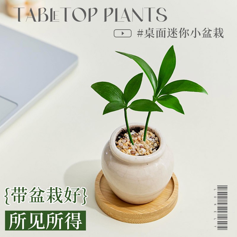 竹柏盆栽拇指植物迷你桌面绿植装饰创意摆件高级感办公室四季常青