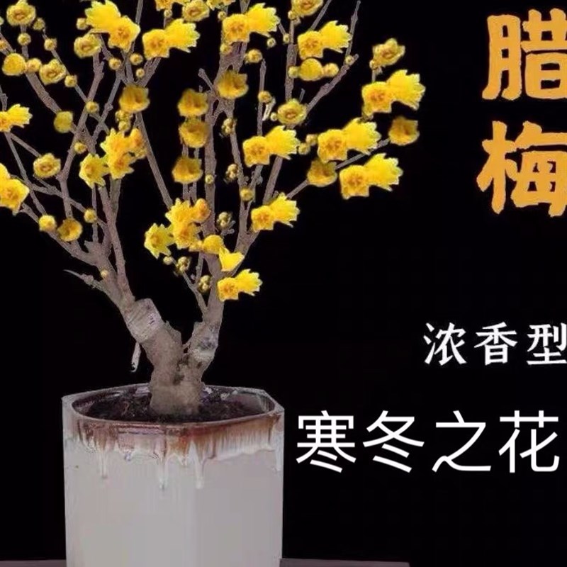 浓香型素心梅腊梅耐寒植物腊梅盆景盆栽红梅苗盆景带花苞腊梅花树