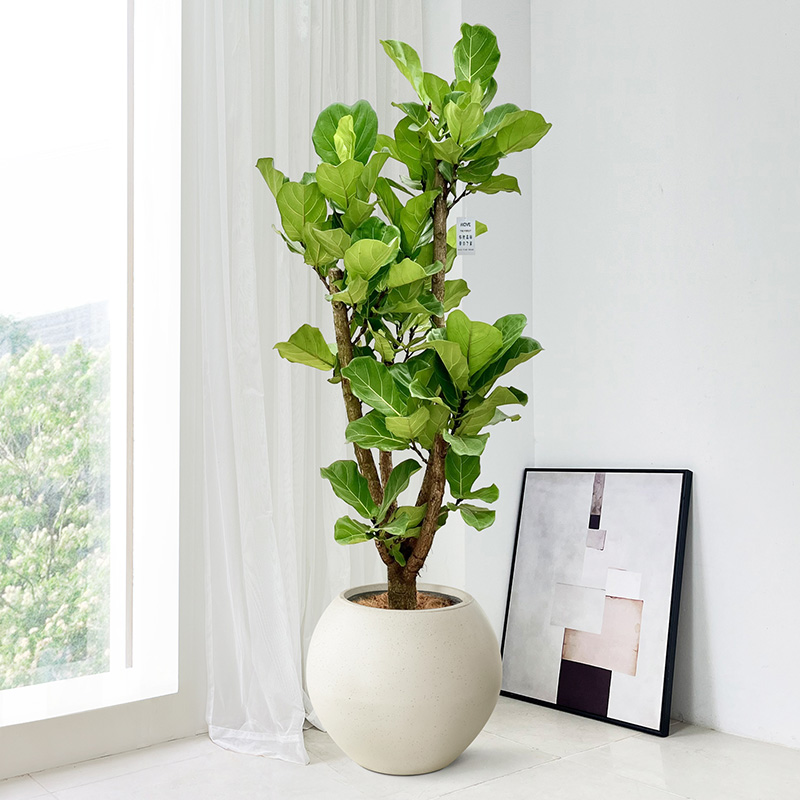 造型琴叶榕盆栽室内客厅绿植净化空气养老桩植物办公室落地阳台