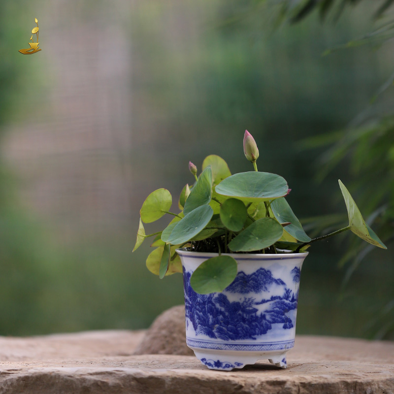 青花瓷《微莲苑 姜永慧》陶瓷微型碗莲睡莲无孔花盆水培文人小钵