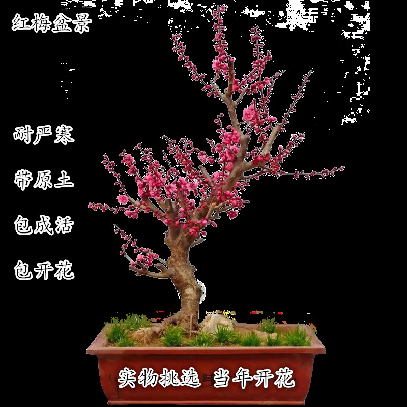 高档原生梅花盆栽小老桩红梅绿梅朱砂梅盆景树桩室内提根耐寒花卉