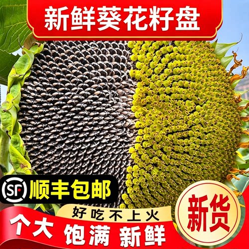 2026新鲜向日葵花盘带瓜子整盘