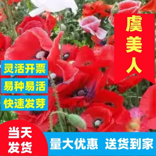 东方虞美人花种籽子冰岛虞美人红色混色春秋矮多年生耐寒花卉种子