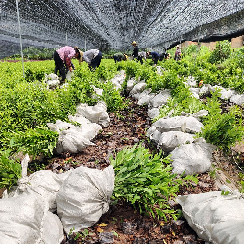 毛娟树苗庭院绿化工程苗四季常青小区花坛杜鹃花盆栽开花植物带土