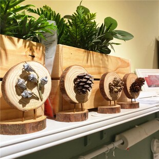 侘寂风天然干果松果植物果实圆木片桌面摆件手工装饰幼儿园环创