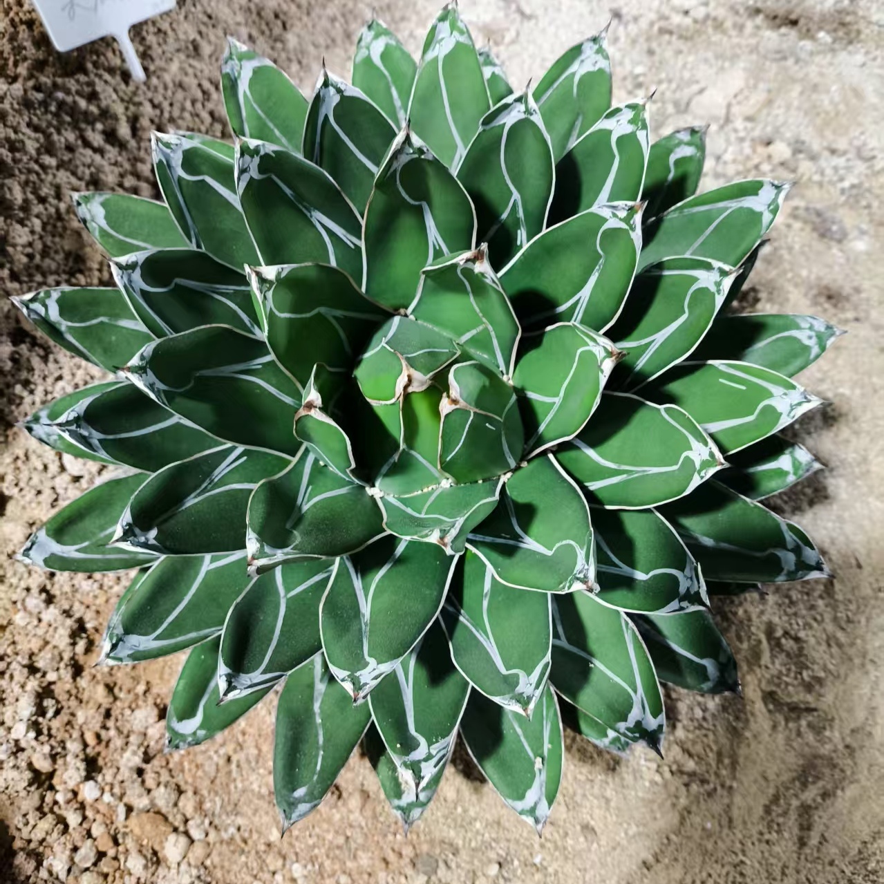 龙舌兰科多肉植物室内盆栽
