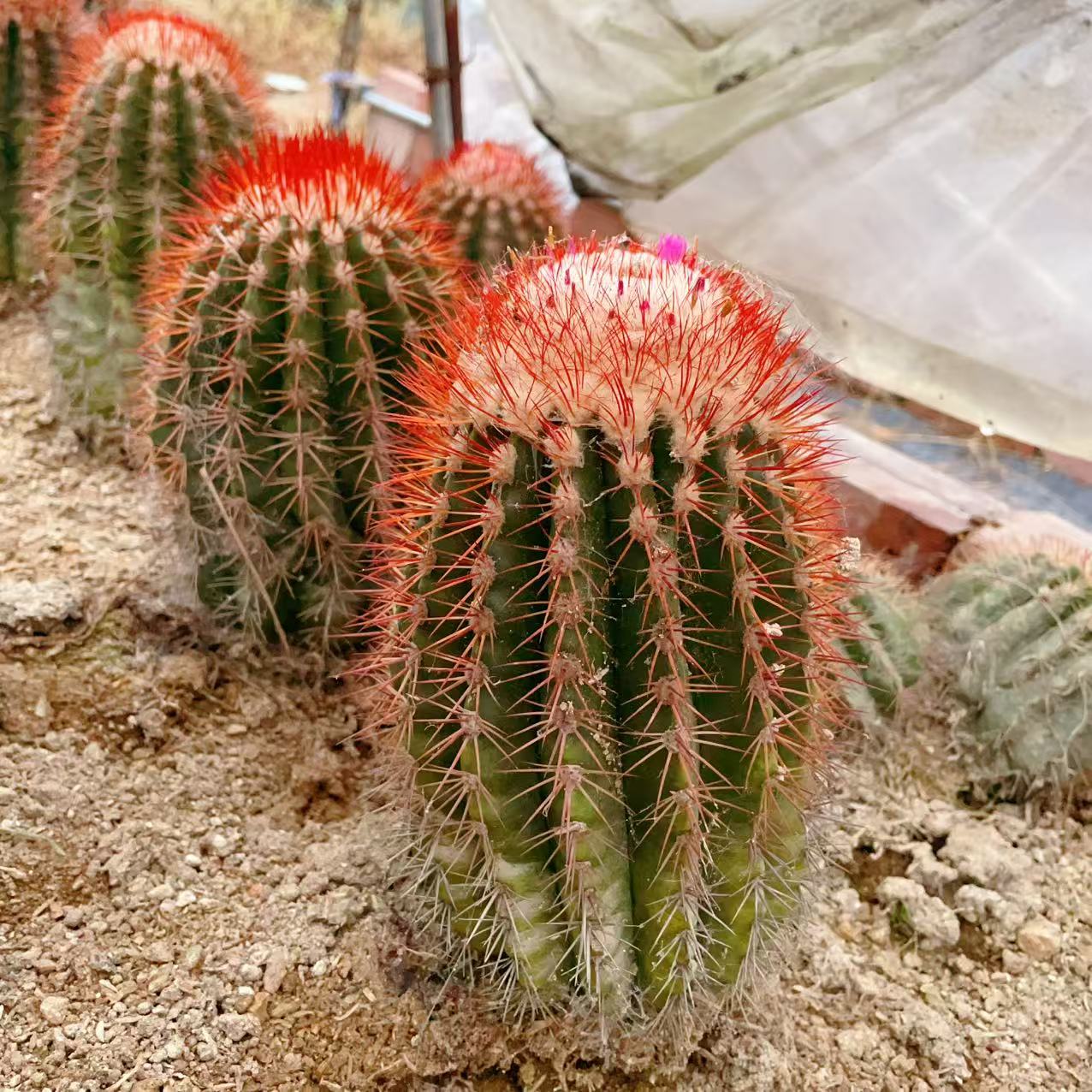 黄金云仙人球圆球形株型多肉植物