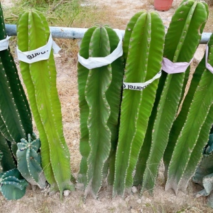 一米有根螺旋秘鲁苹果天伦柱开花仙人柱阳台庭院造景多肉植物