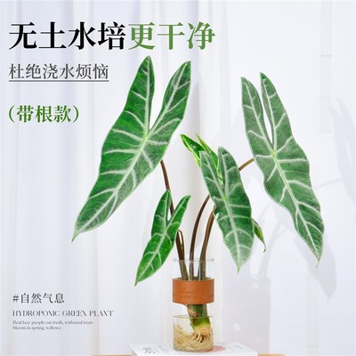 银脉剑叶海芋水培植物办公室内好养客厅桌面绿植热带水生水养高端