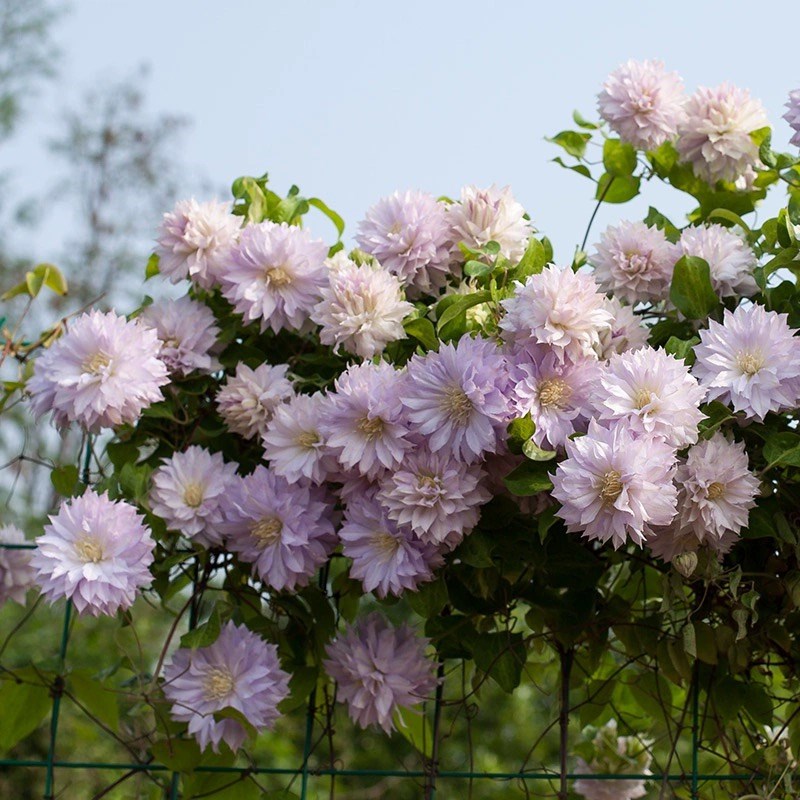 沃金美女铁线莲花苗爬藤绿植物新老枝都开重瓣花庭院阳台攀援花卉