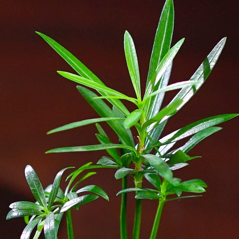 迷你罗汉松指尖微型盆栽桌面迷你拇指好养植物掌中宝盆景观叶绿植