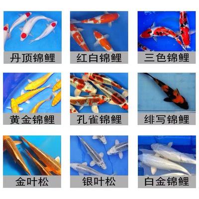 组合锦鲤活鱼观赏鱼淡水鱼好养耐活大正三色红白冷水鱼