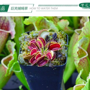 巨夹捕蝇草食人花超大嘴猪笼草扑蝇草驱蚊草绿植多肉大型盆栽趣味