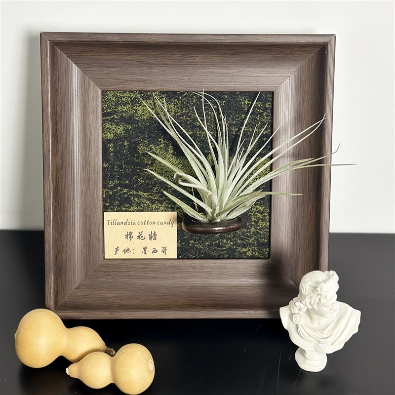中古植物装饰画挂画空气凤梨套餐壁饰壁挂相框画框复古桌面室内墙
