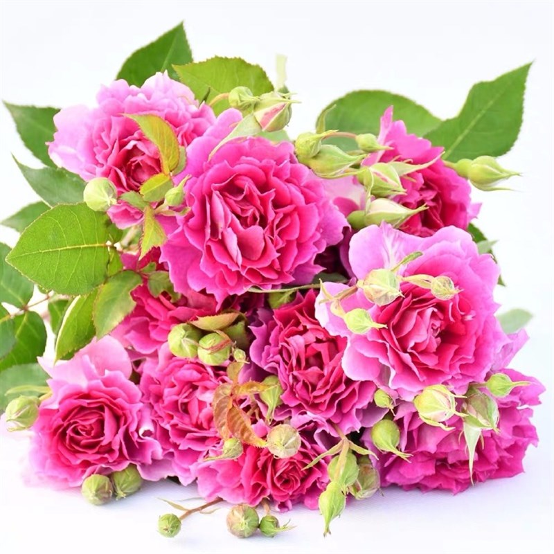 浓香天方夜谭月季阳台庭院盆栽灌木绿植抗病四季开花深桃色波浪边