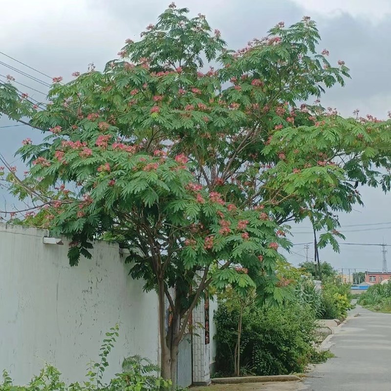 合欢树苗小盆景素材庭院阳台观花植物盆栽香水合欢花小树桩耐寒花