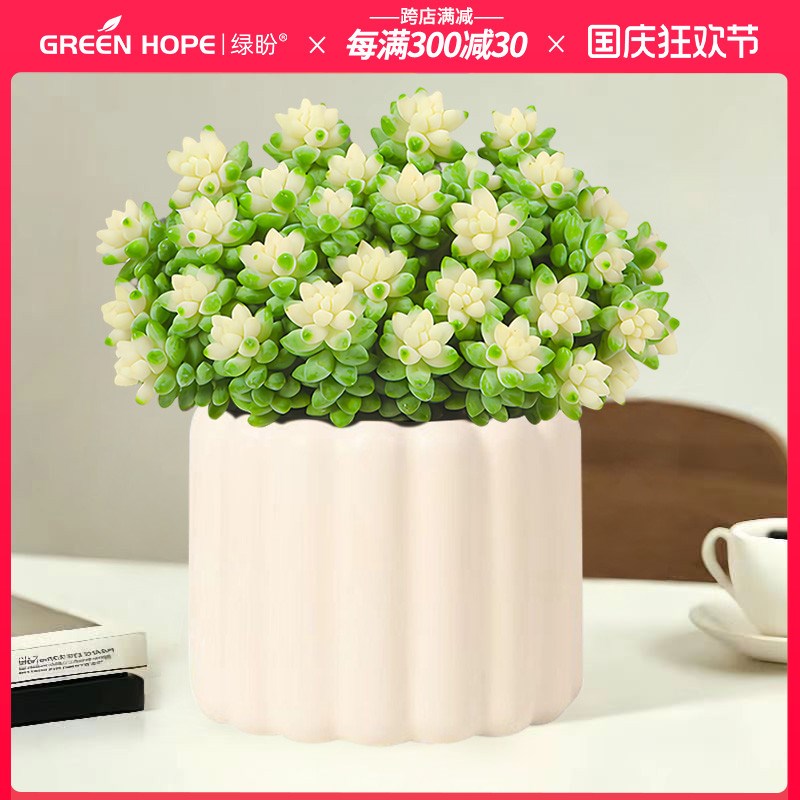 多肉植物室内盆栽花卉绿植雪花玉坠植物大颗好养办公桌面肉肉大株