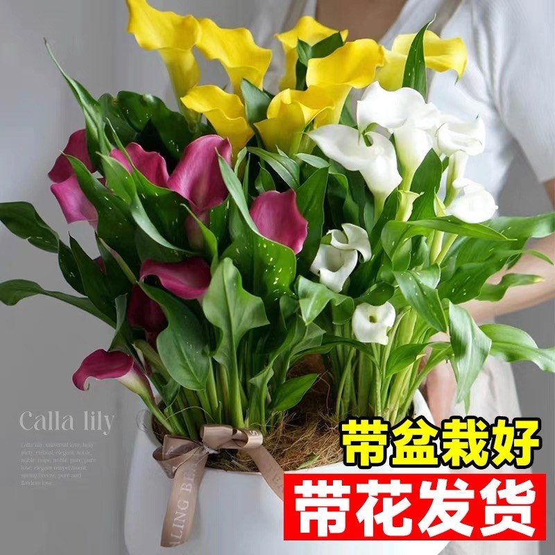 马蹄莲盆栽带花苞白色黑色紫色鲜花种球好养四季开花不断花卉绿植