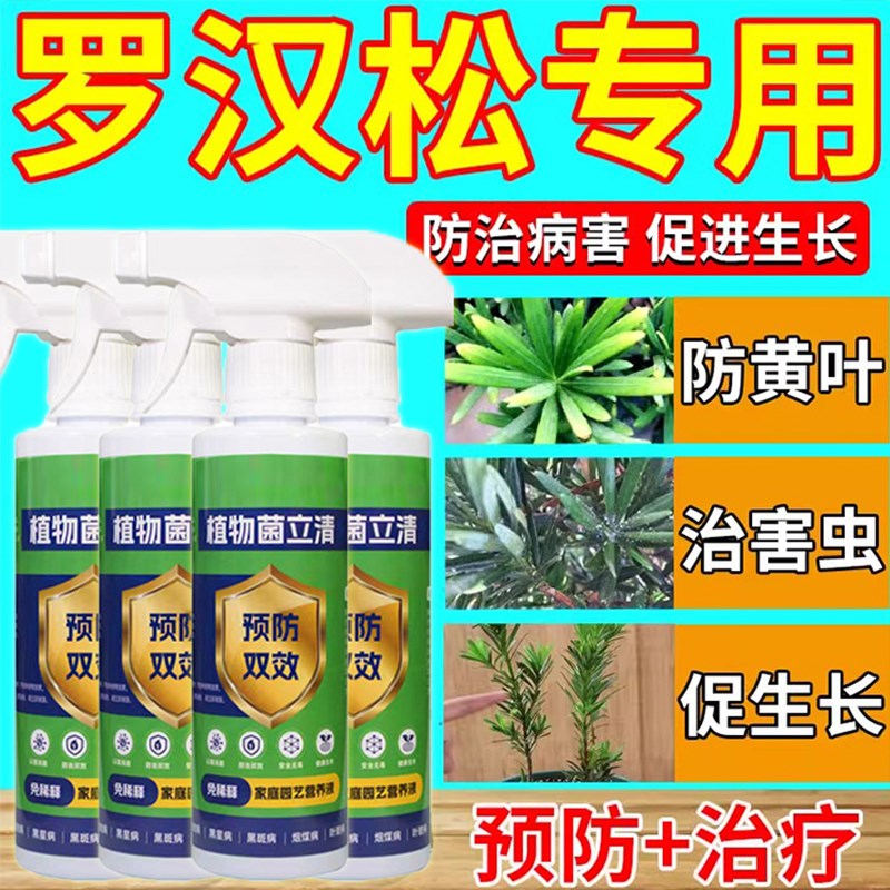 罗汉松白粉病药罗汉松叶枯病黑斑病植物盆栽剂营养液