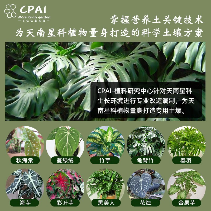 天南星科土龟背竹秋海棠蔓绿绒花烛海芋营养土泥炭热植土