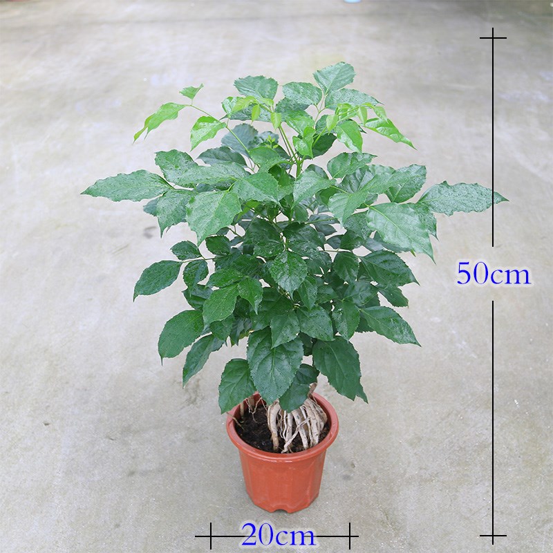 绿宝提根 幸福树创意小盆栽植物盆景客厅书房办公室桌面绿植花卉