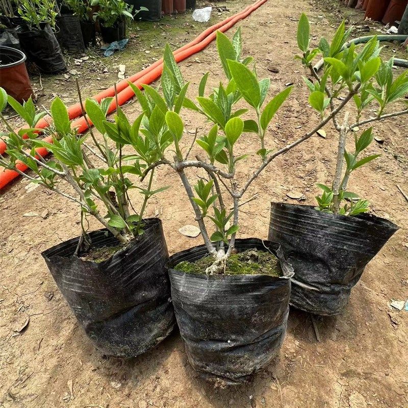 圆锥绣球苗四季养地栽石灰灯香草草莓苗大,家居饰品,装饰摆件,淘宝优惠券,粉丝福利购,淘宝优惠卷