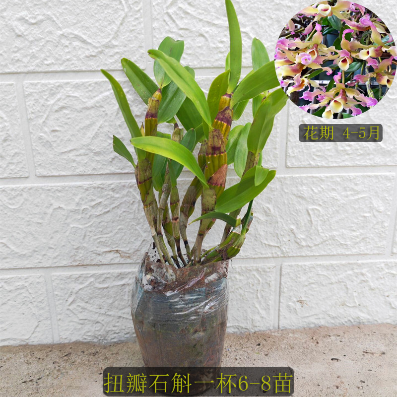 稀有越南 扭瓣石斛 洋兰 石斛兰 附生兰吊兰花绿植花卉 盆栽 无花