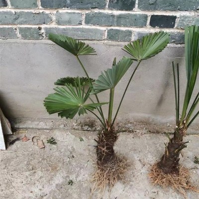 野生棕榈树扇子树棕树苗棕榈树苗葵蒲扇棕榈大树别墅绿植棕竹苗棕