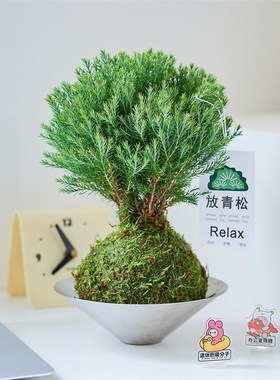 【放轻松】雾松苔藓球室内绿植好养盆栽办公室客厅桌面创意摆件