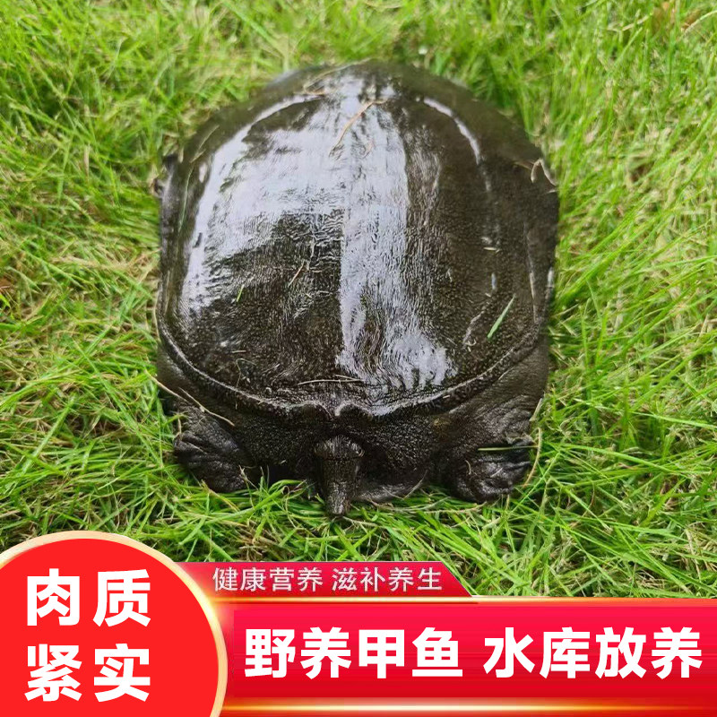 【小小琴精选】大规格原生态野外放养甲鱼公4-5.2斤