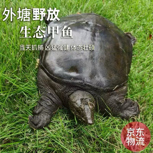 【宰杀发货/特价甲鱼】特价4年外塘生态甲鱼鲜活现杀全程干冰锁鲜