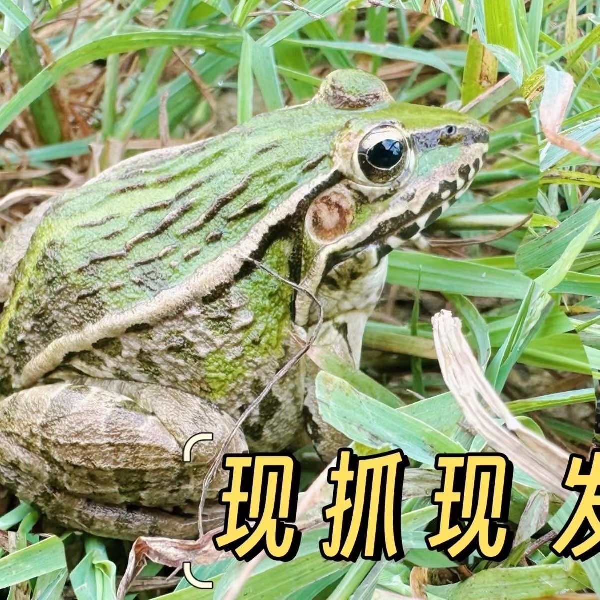 青蛙鲜活稻田青蛙新鲜田鸡