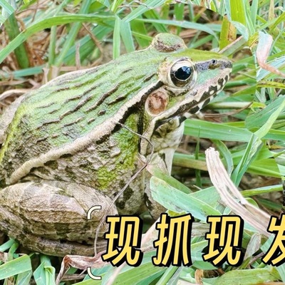 青蛙鲜活稻田青蛙新鲜田鸡
