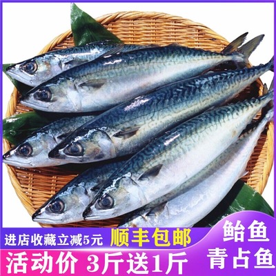 鲐鱼青占鱼【3斤送1斤】
