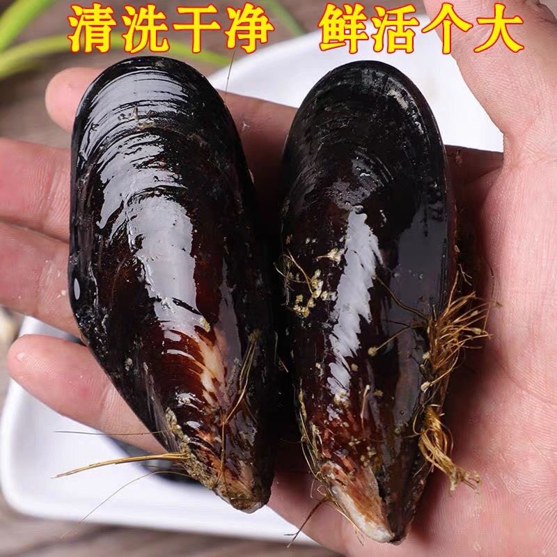 青口贝鲜活海虹带壳淡菜新鲜贻贝类生鲜海鲜水产大个活的海产