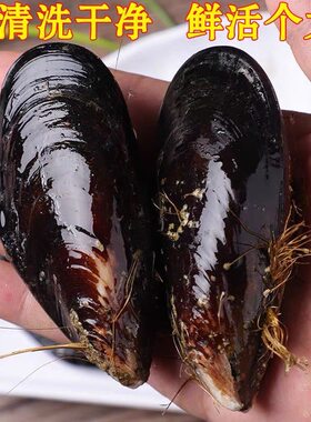 青口贝鲜活海虹带壳淡菜新鲜