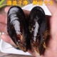 青口贝鲜活海虹带壳淡菜新鲜贻贝类生鲜海鲜水产大个活 海产