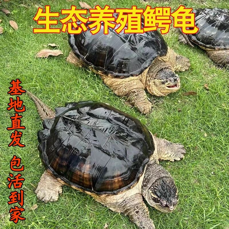 鳄龟活物食用鳄鱼龟活的鳄龟特大乌龟小北美鳄龟人工养殖滋补包活