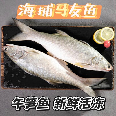 海捕冰鲜马友鱼冷冻水产速冻