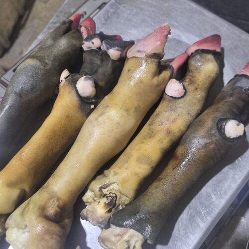 黑花蹄黑羊蹄整只带筋羊蹄大号